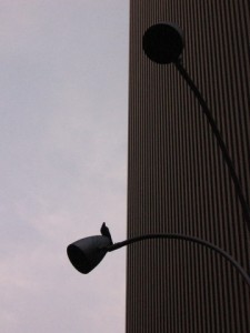 bird