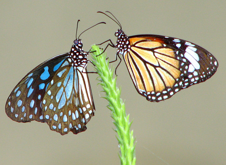 butterflies butterflies