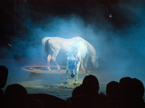 circus horses