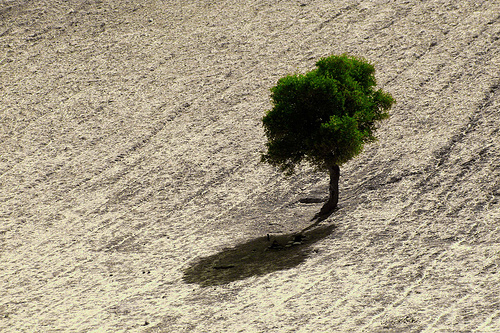 Green tree