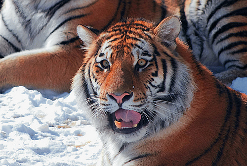 Tiger