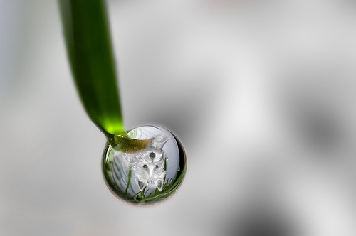 drop3