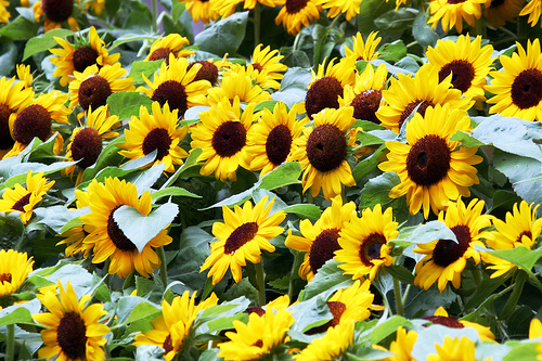 Sunflowers