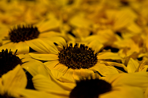 Sunflowers