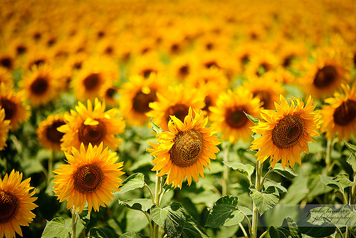 Sunflowers