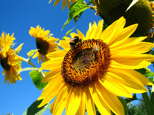 Sunflower