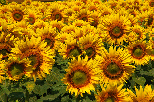 Sunflowers