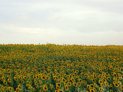 Sunflowers