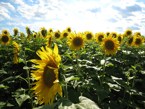 Sunflowers