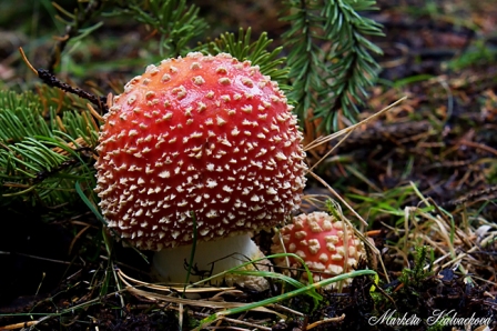 Mushroom